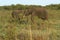 Elephants in the Savannah Safari in Kenya