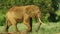 Elephants in the Savannah Safari in Kenya