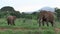 Elephants in the Savannah Safari in Kenya