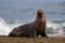 Elephants Seal Patagonia Argentina