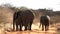 Elephants are seen throwing dirt upon their backs for sun and bug protection