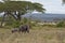 Elephants in Serengeti National Park, Tanzania