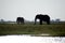 Elephants in silhouette by a river