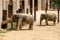 Elephants at the Smithsonian National Zoological Park in Washington DC