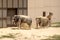 Elephants at the Smithsonian National Zoological Park in Washington DC