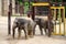 Elephants at the Smithsonian National Zoological Park in Washington DC