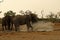 Elephants splashing having fun