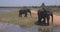 Elephants splashing mud in the National Park of Sri Lanka