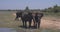 Elephants splashing mud in the National Park of Sri Lanka