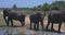 Elephants splashing mud in the National Park of Sri Lanka