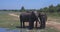 Elephants splashing mud in the National Park of Sri Lanka