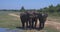 Elephants splashing mud in the National Park of Sri Lanka