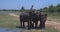 Elephants splashing mud in the National Park of Sri Lanka