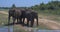 Elephants splashing mud in the National Park of Sri Lanka