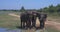 Elephants splashing mud in the National Park of Sri Lanka