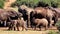 Elephants splashing at a water hole