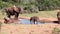 Elephants splashing at a water hole