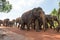 The elephants in Sri Lanka nature park