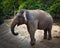 elephants stand amidst Wild nature