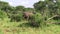 Elephants Standing in the Green Bush