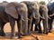 Elephants standing in a line in Hwange National Park