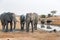 Elephants standing next to a waterhole with buffalo in the background