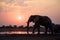 Elephants Sunset