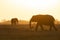 Elephants at a Sunset at Amboseli National Park