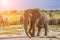 Elephants at sunset in Kenya. Safari