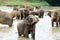 Elephants take a bath