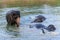 Elephants take a bath in Kwae-noi river. Kanchanaburi, Thailand