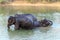 Elephants take a bath in Kwae-noi river. Kanchanaburi, Thailand