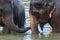 Elephants take a bath in Kwae-noi river. Kanchanaburi, Thailand