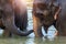 Elephants take a bath in Kwae-noi river. Kanchanaburi, Thailand