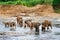 Elephants take a bath in the river