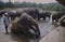 Elephants taking a bath in the river at Phinawela Elephant Orp