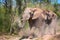 Elephants taking a dust shower