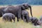 Elephants taking a mud bath