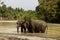 Elephants taking refresh bath