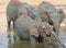 Elephants taking refreshment