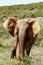 Elephants taking a stroll in the park