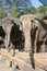 Elephants in Taman Safari Indonesia