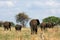 Elephants. Tanzania, Africa