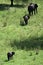 Elephants. Tanzania, Africa