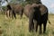 Elephants. Tanzania, Africa