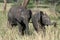 Elephants. Tanzania, Africa