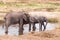 Elephants in the Tarangire River