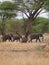 Elephants on Tarangiri-Ngorongoro Safaris in Africa