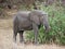 Elephants on Tarangiri-Ngorongoro Safaris in Africa