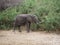 Elephants on Tarangiri-Ngorongoro Safaris in Africa